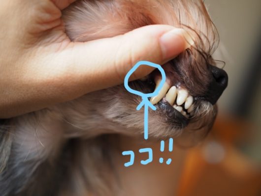 最高 Ever 犬 錠剤 飲ませ方 すべての動物の絵 最高 Ever 犬 錠剤 飲ませ方 すべての動物の絵