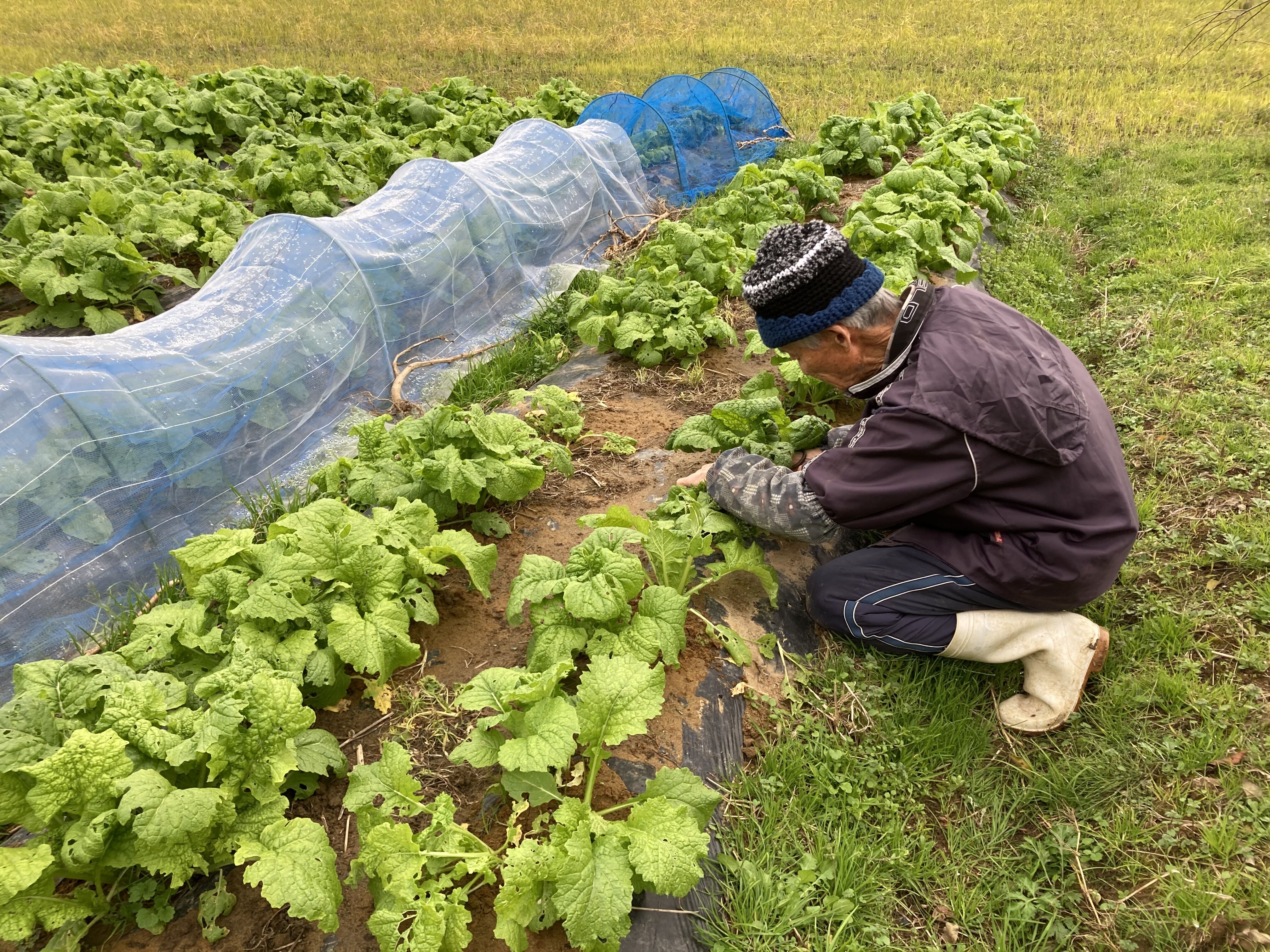 ウコン生産組合の田中さんに会いに行ってきました 長南町地域おこし協力隊 さっちゃんのブログ