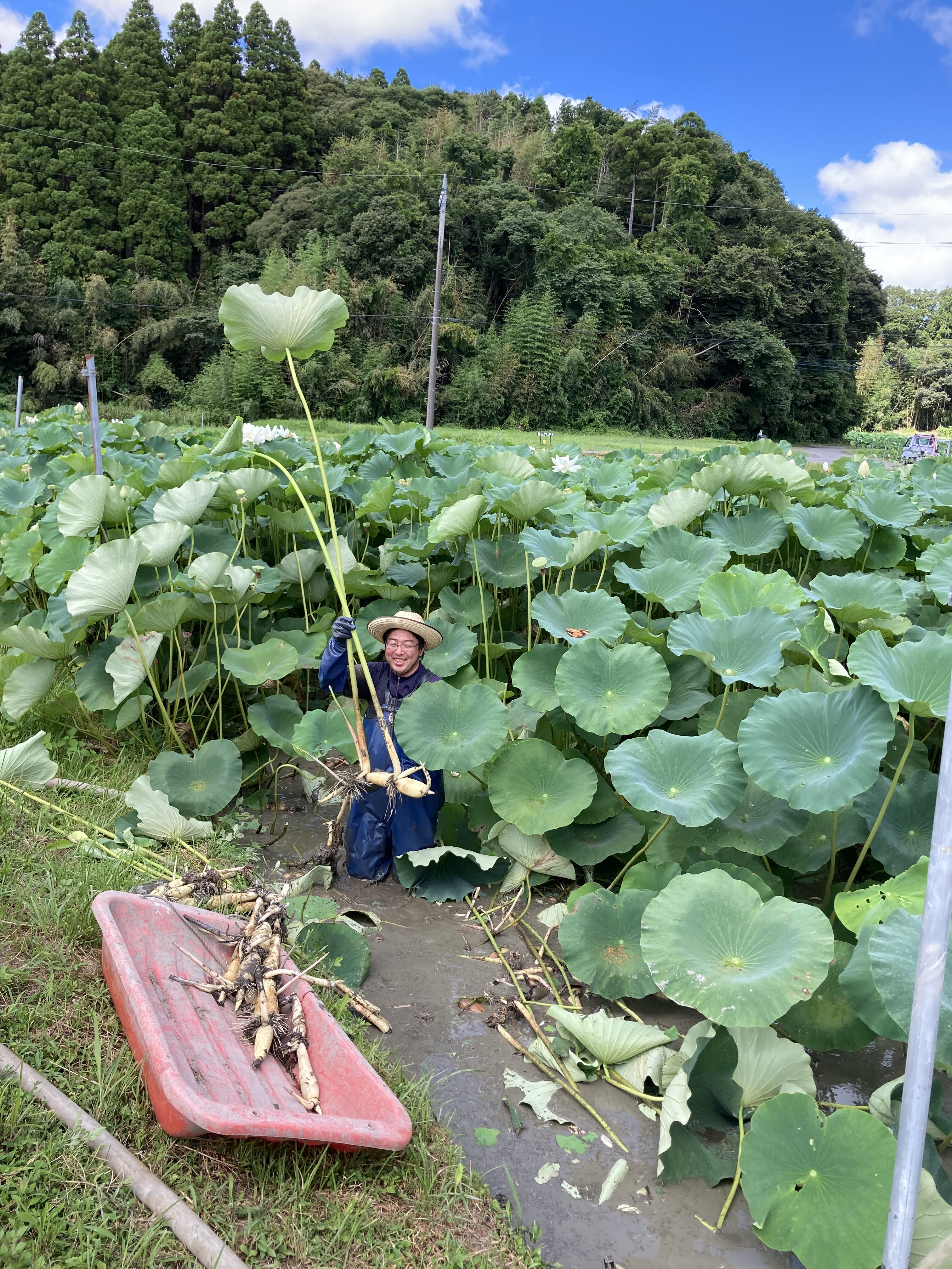 金坂蓮魂 Kominka Kitchen 新蓮根で懐石料理を味わう会 長南町地域おこし協力隊 さっちゃんのブログ
