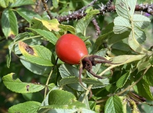 里山のバラ園 ばら野 をか ロサ ウェール の佐久間春江さんを訪ねました 長南町地域おこし協力隊 さっちゃんのブログ