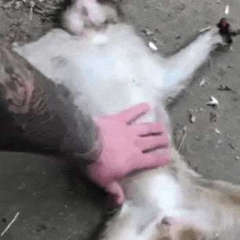 Gif 猿のちんちんを刺激してみた結果 超陰キャ速報 Gif 猿のちんちんを刺激してみた結果 超陰キャ速報