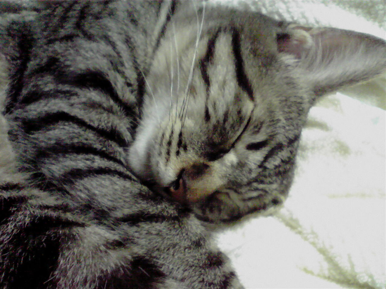 身体髪膚 ｼﾝﾀｲﾊｯﾌﾟ これを父母に受く あえて毀傷 ｷｼｮｳ せざるは孝の始めなり ジャパンホームズ社長ブログ