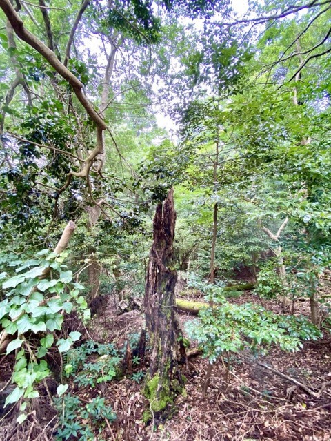 77168C6D-BF14-43E3-8589-E8D3FCF90761