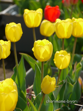 ちょりまめ日和