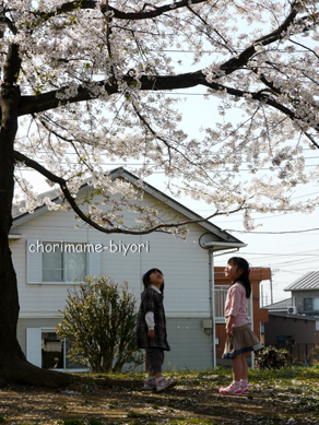 ちょりまめ日和