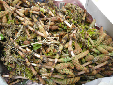 小春ちゃん便つくし