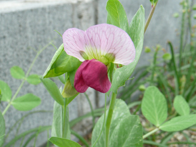 豆みょうの花