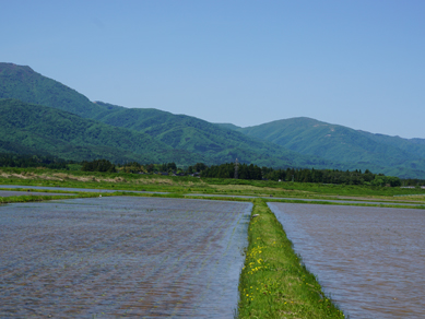 佐渡田植え20180519-10