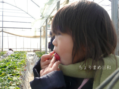 いちご狩り４