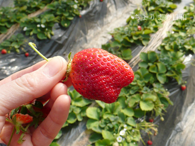 いちご狩り