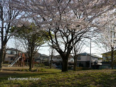 ちょりまめ日和
