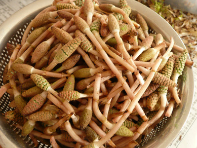 小春ちゃん便つくし２