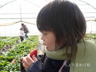 いちご狩り３