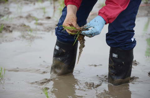 佐渡2017_トキ米田植え0513-5