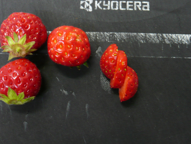 ちょりまめ日和