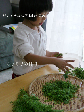ちょりまめ日和