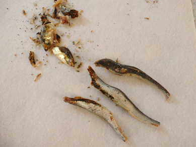 わかめのにぼし漬け煮干