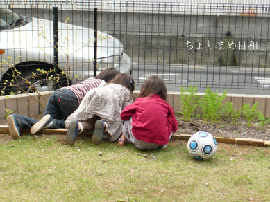 だんご虫さがし