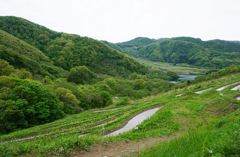 佐渡2017_棚田田植え0514-10