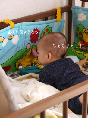ちょりまめ日和