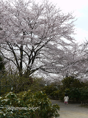 ちょりまめ日和