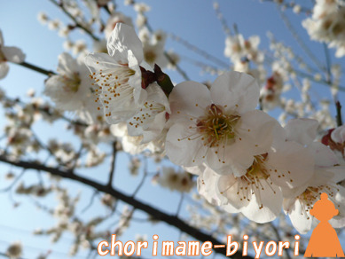 公園桜