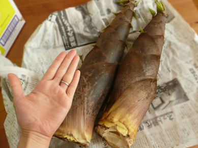 ぴょこちゃん筍