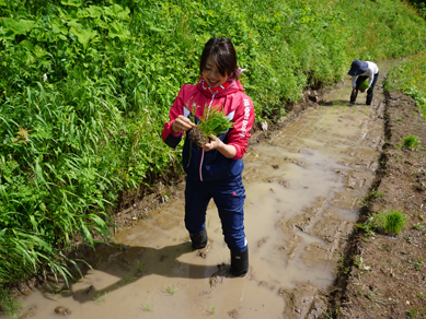 佐渡田植え20180519-4