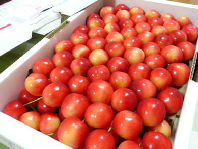 ユウりんさくらんぼ