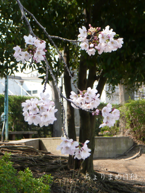 ちょりまめ日和