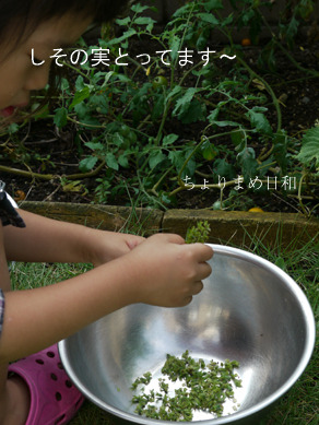 ちょりまめ日和