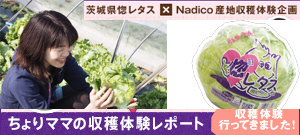 茨城県産惚レタス ちょりママの収穫体験レポート