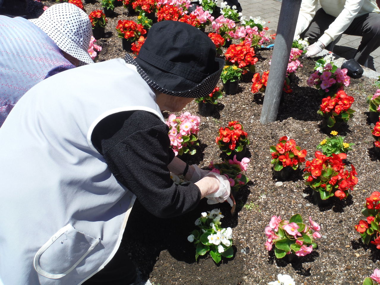 花壇の植え替え 夏に向かって 長生園 近況報告