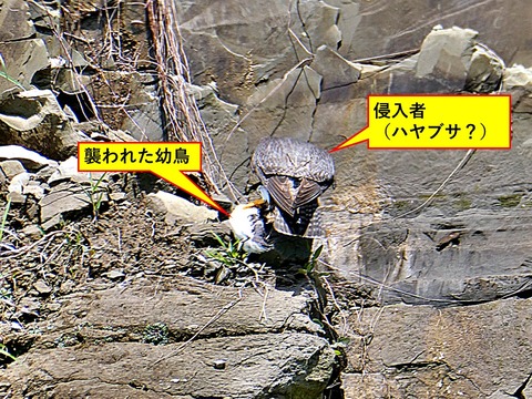 スライド5