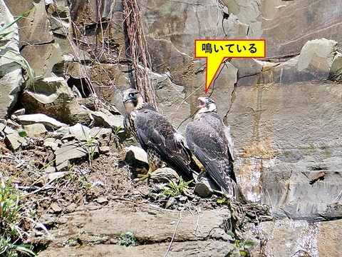スライド14