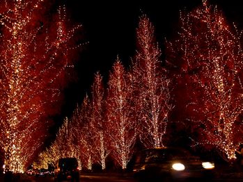 ����ߥ͡������2008