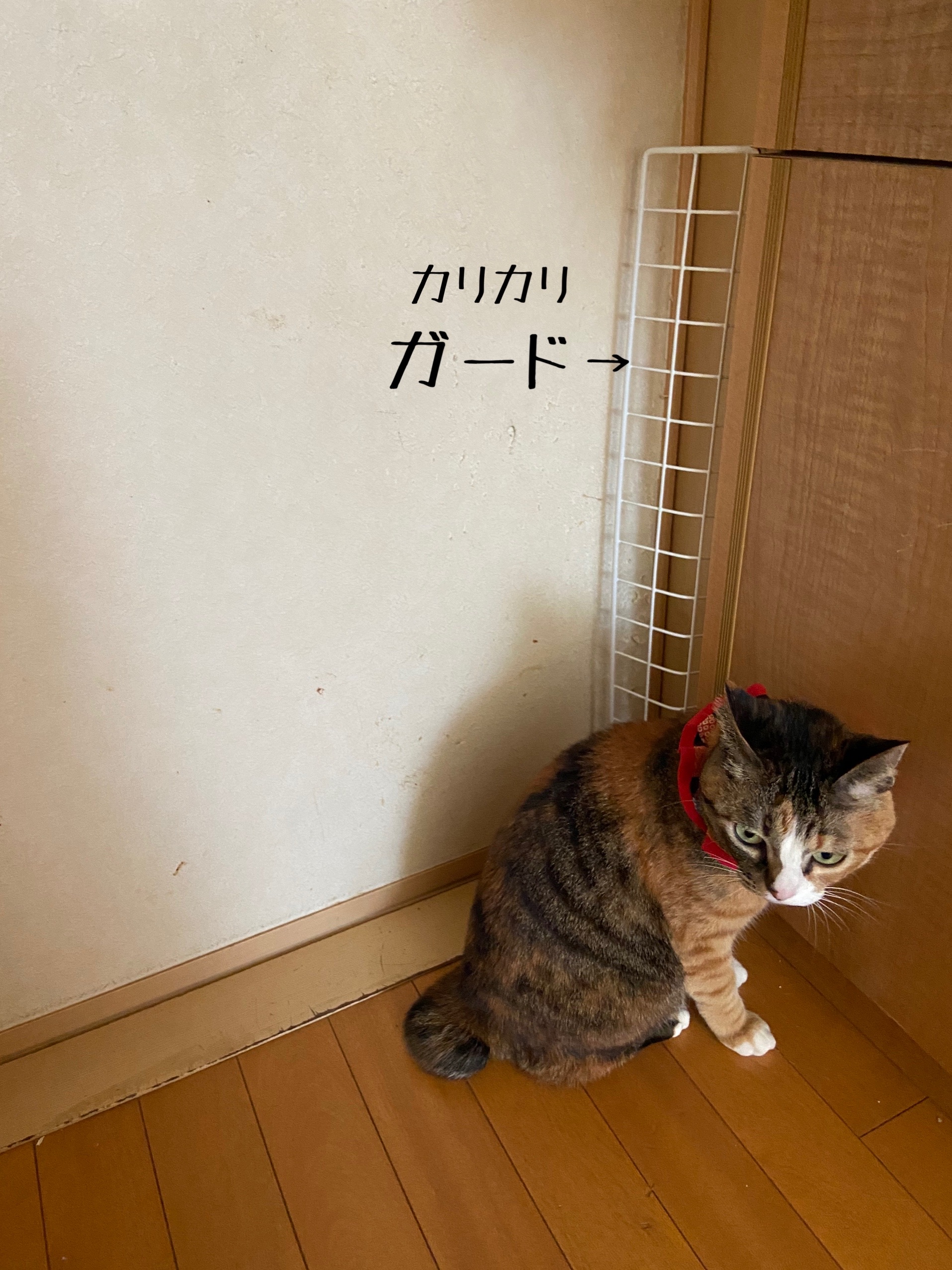 人類と猫さまの攻防 引き戸 猫とお酒と日々のこと Powered By ライブドアブログ