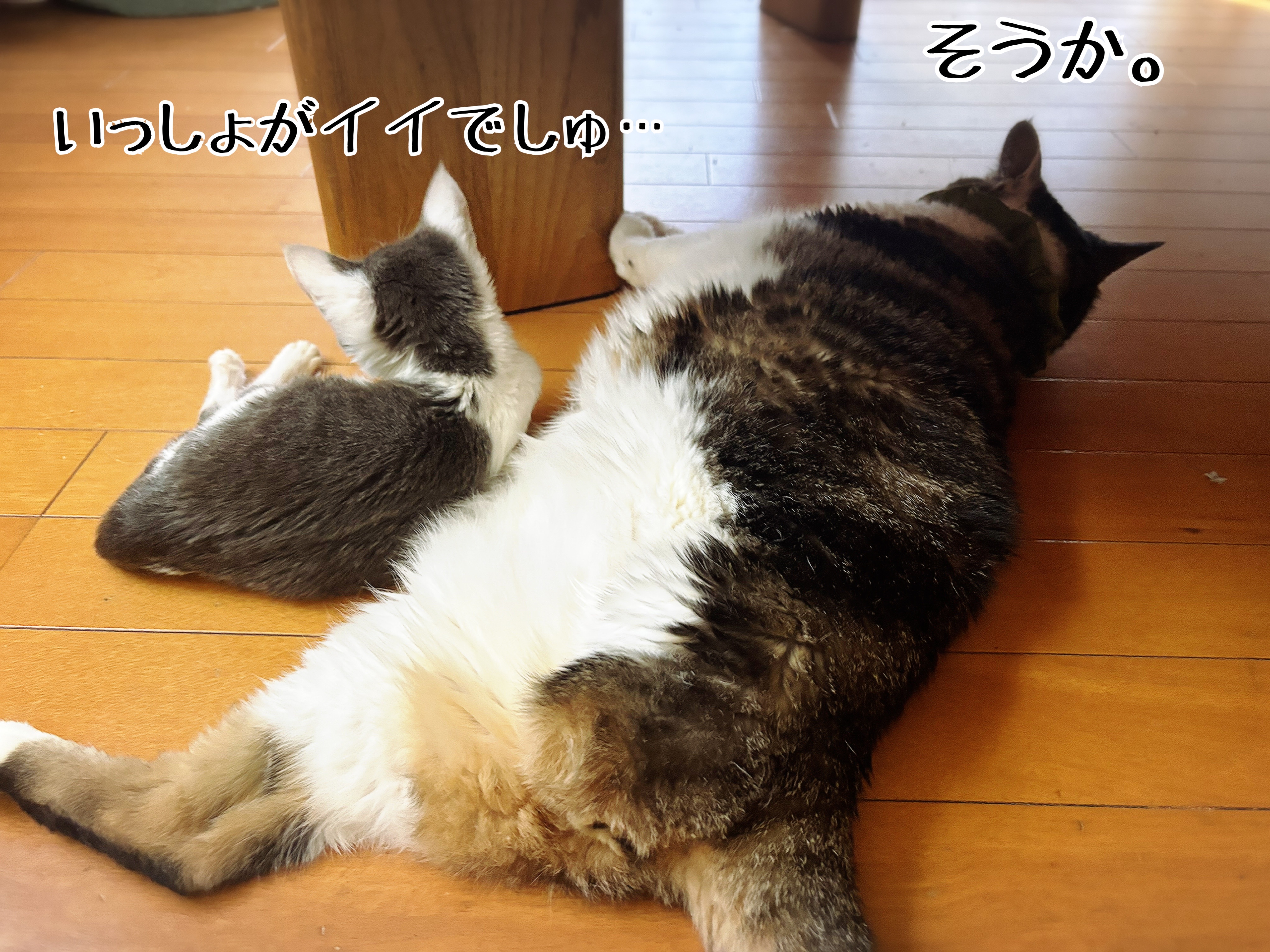 【返品不可】 : 不憫系子猫もち 猫とお酒と日々のこと ライブドア by Powered 着せ替え服・アウトフィット