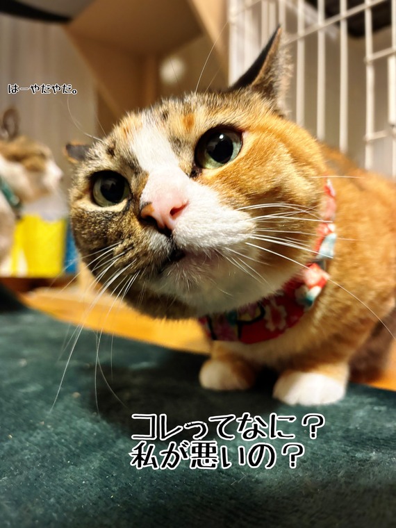 何年経っても分からない : 猫とお酒と日々のこと Powered by
