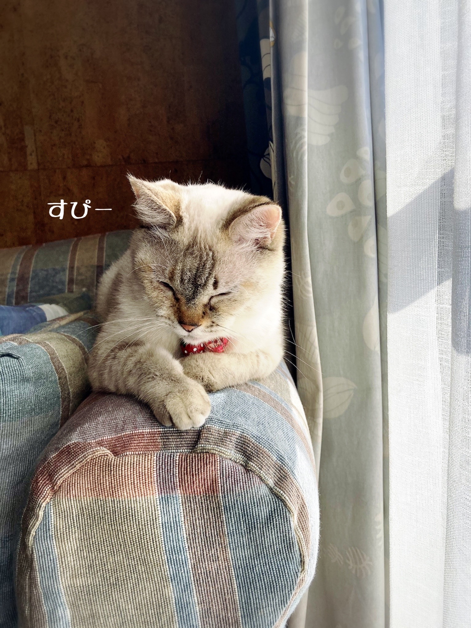 幸せ便り メルバちゃんと旧ぶんちゃん 猫とお酒と日々のこと Powered By ライブドアブログ 幸せ便り メルバちゃんと旧ぶんちゃん 猫とお酒と日々のこと Powered By ライブドアブログ