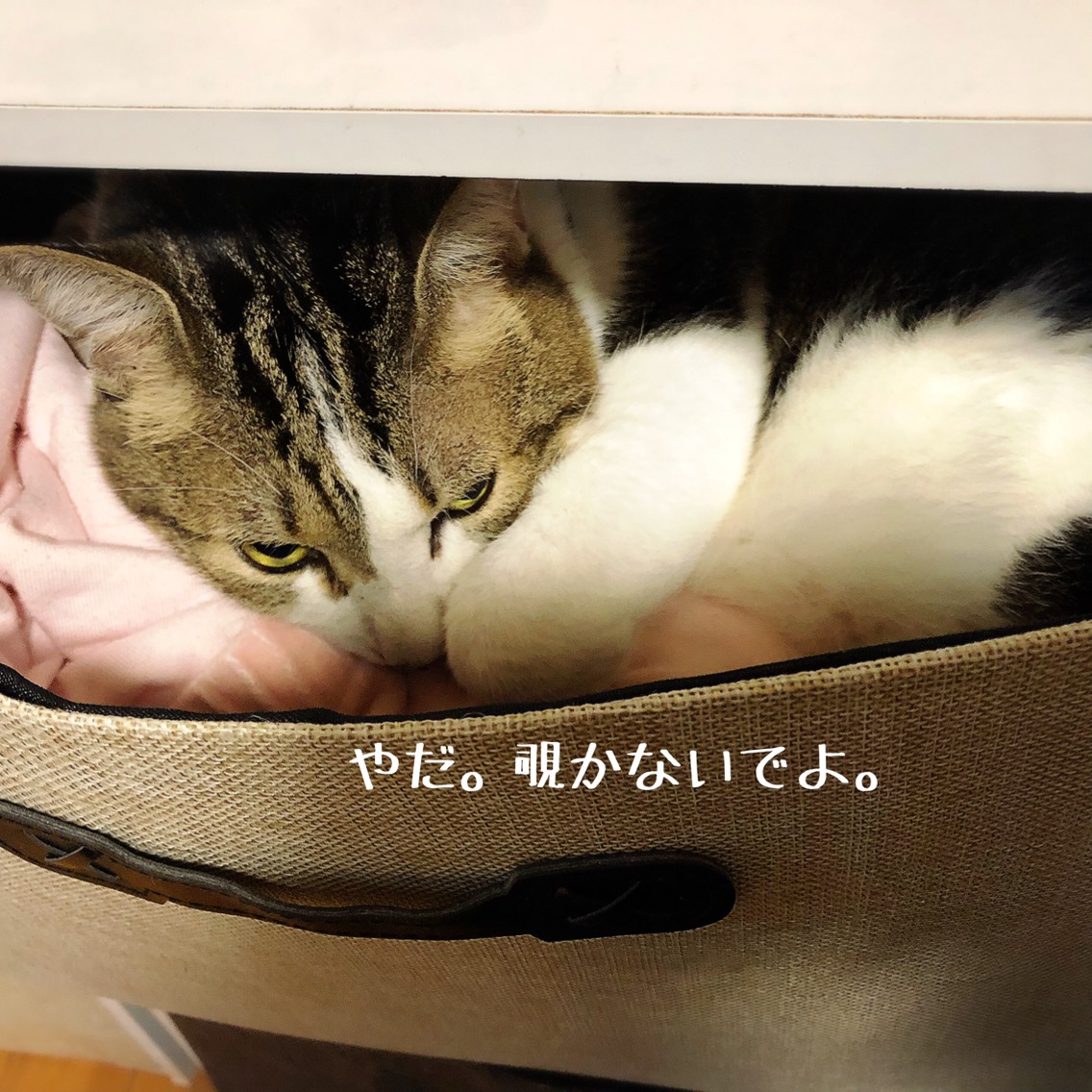 シュウ様の謎の一つがついに解明 : 猫とお酒と日々のこと