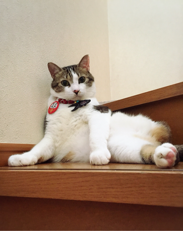 シュウさま専用ページ シュウ様のウチの子記念日 : 猫とお酒と日々のこと Powered by