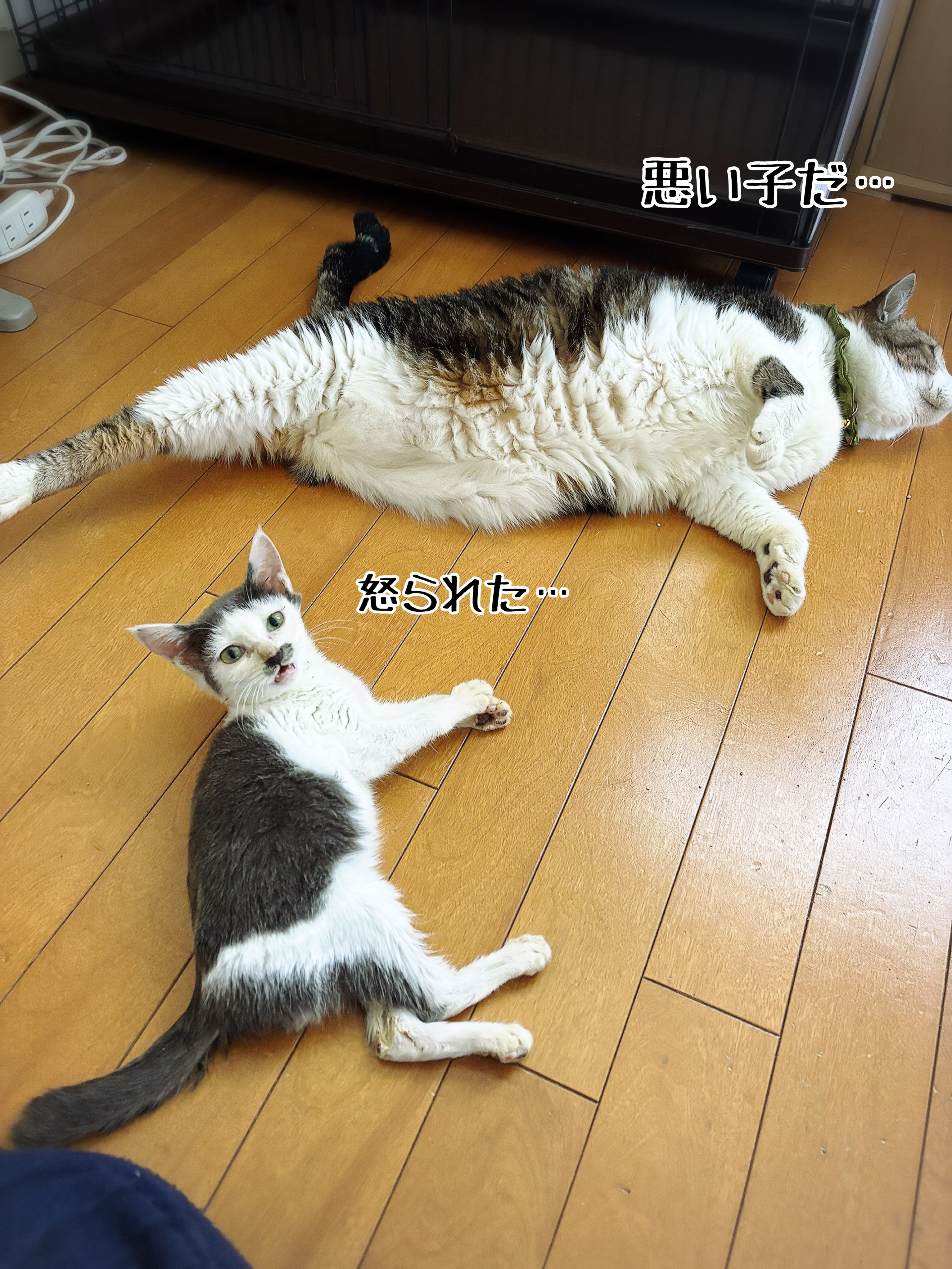 不憫系子猫もち : 猫とお酒と日々のこと Powered by ライブドア