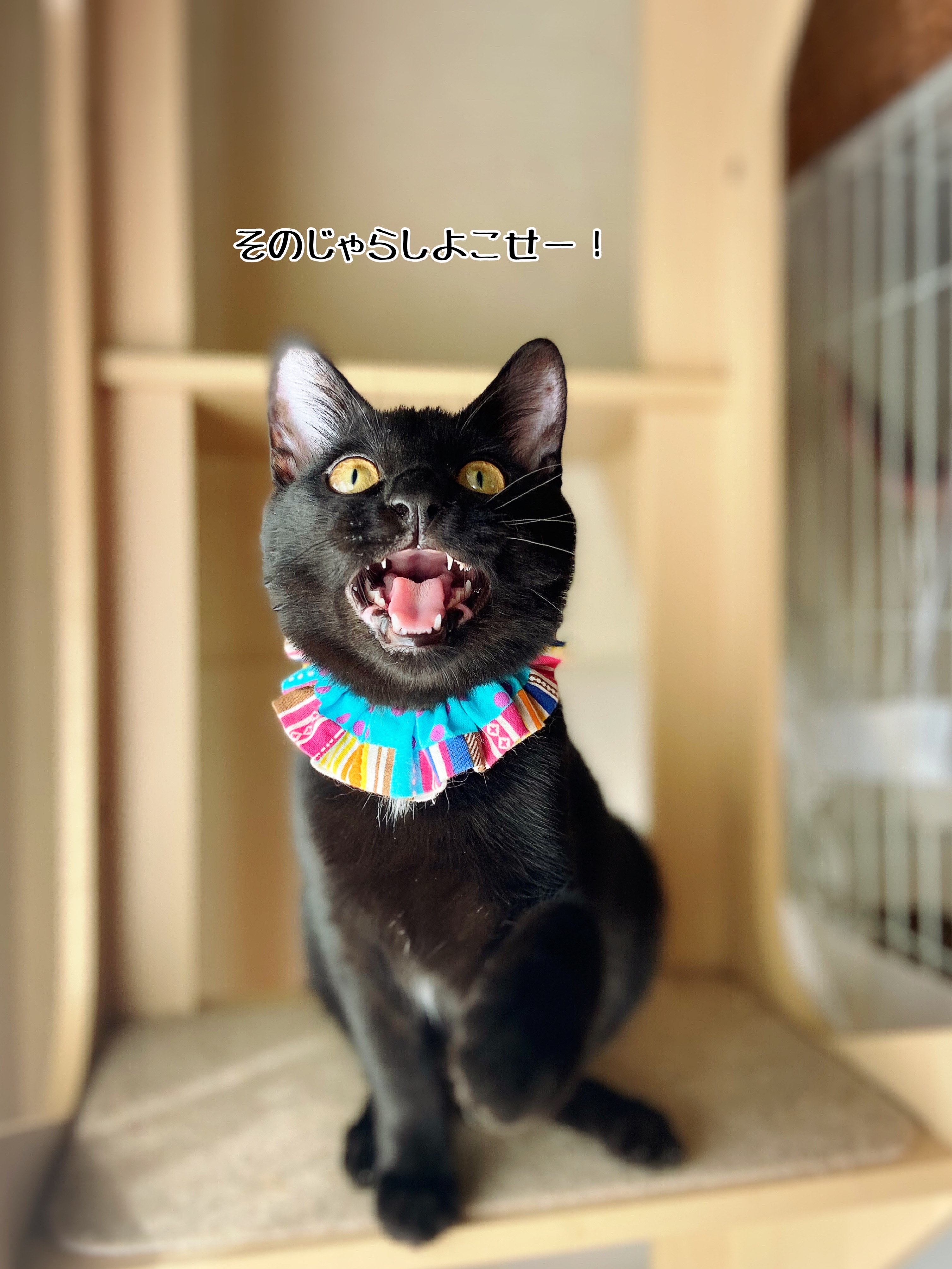 本日は視察なり。と子猫歩行器試作品の作り方 : 猫とお酒と日々