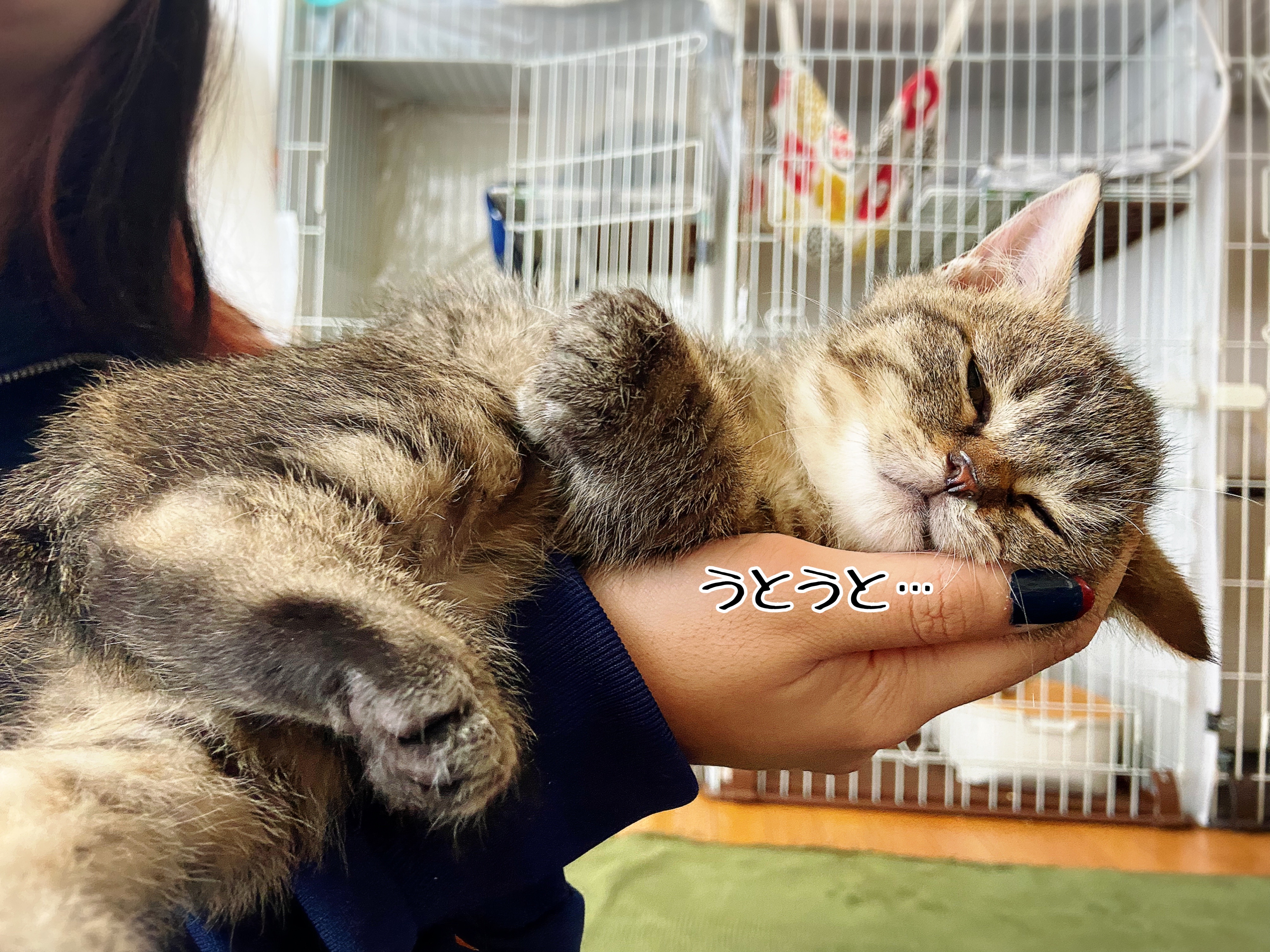 カイくんです 猫とお酒と日々のこと Powered By ライブドアブログ