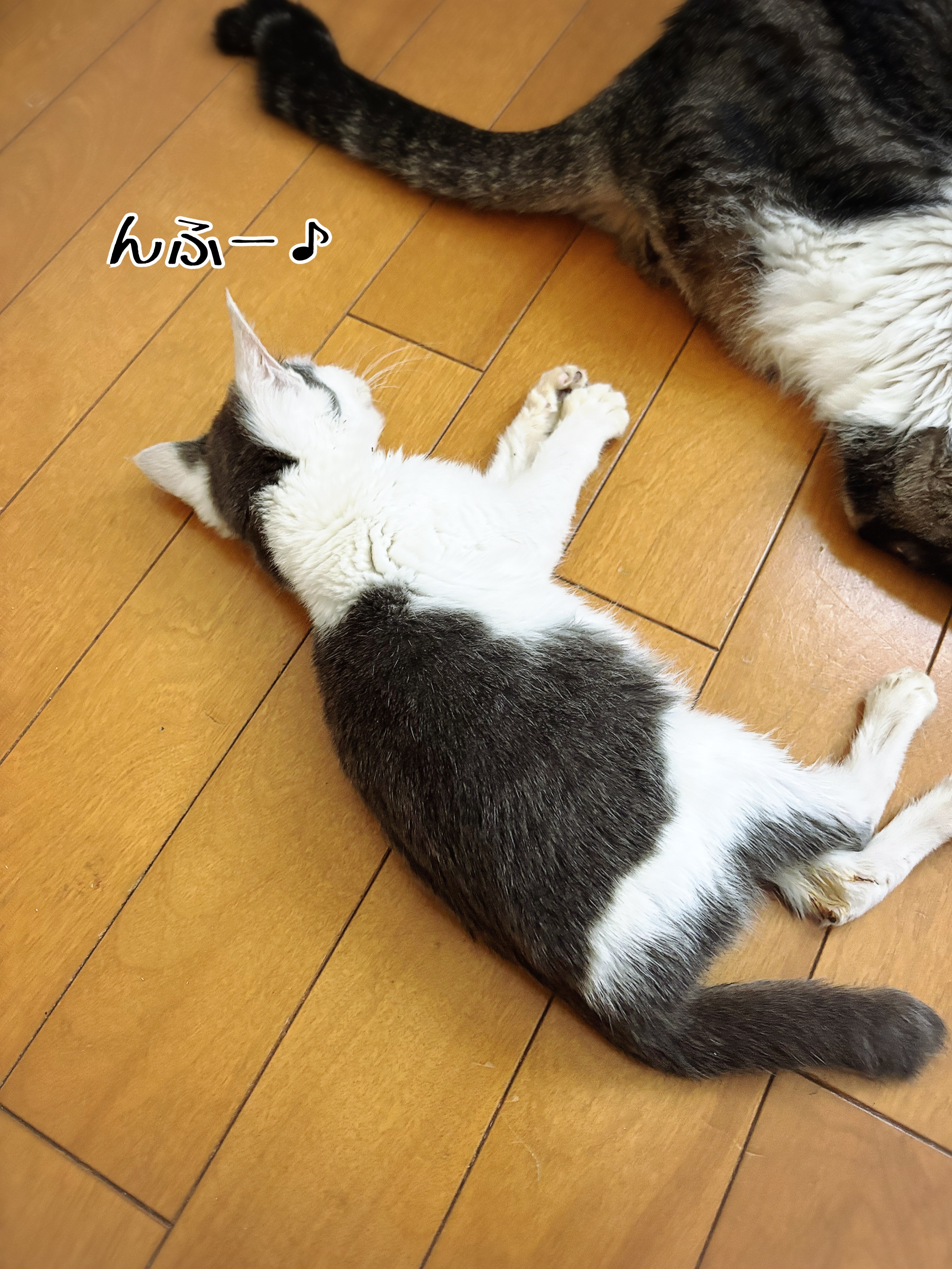 贅沢屋の : 不憫系子猫もち 猫とお酒と日々のこと ライブドア by Powered 着せ替え服・アウトフィット