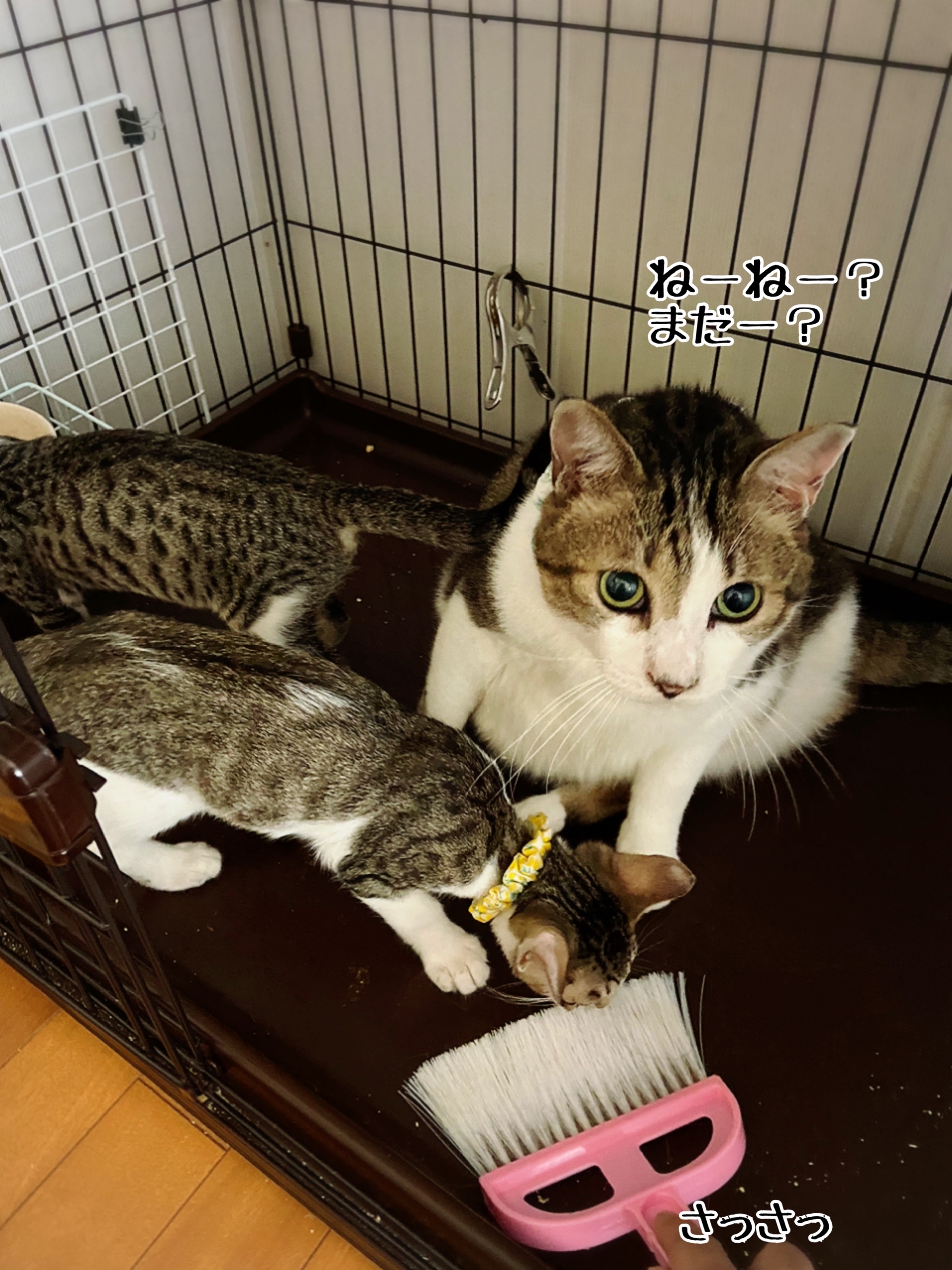シュウさまの保父仕事 猫とお酒と日々のこと Powered By ライブドアブログ シュウさまの保父仕事 猫とお酒と日々のこと Powered By ライブドアブログ