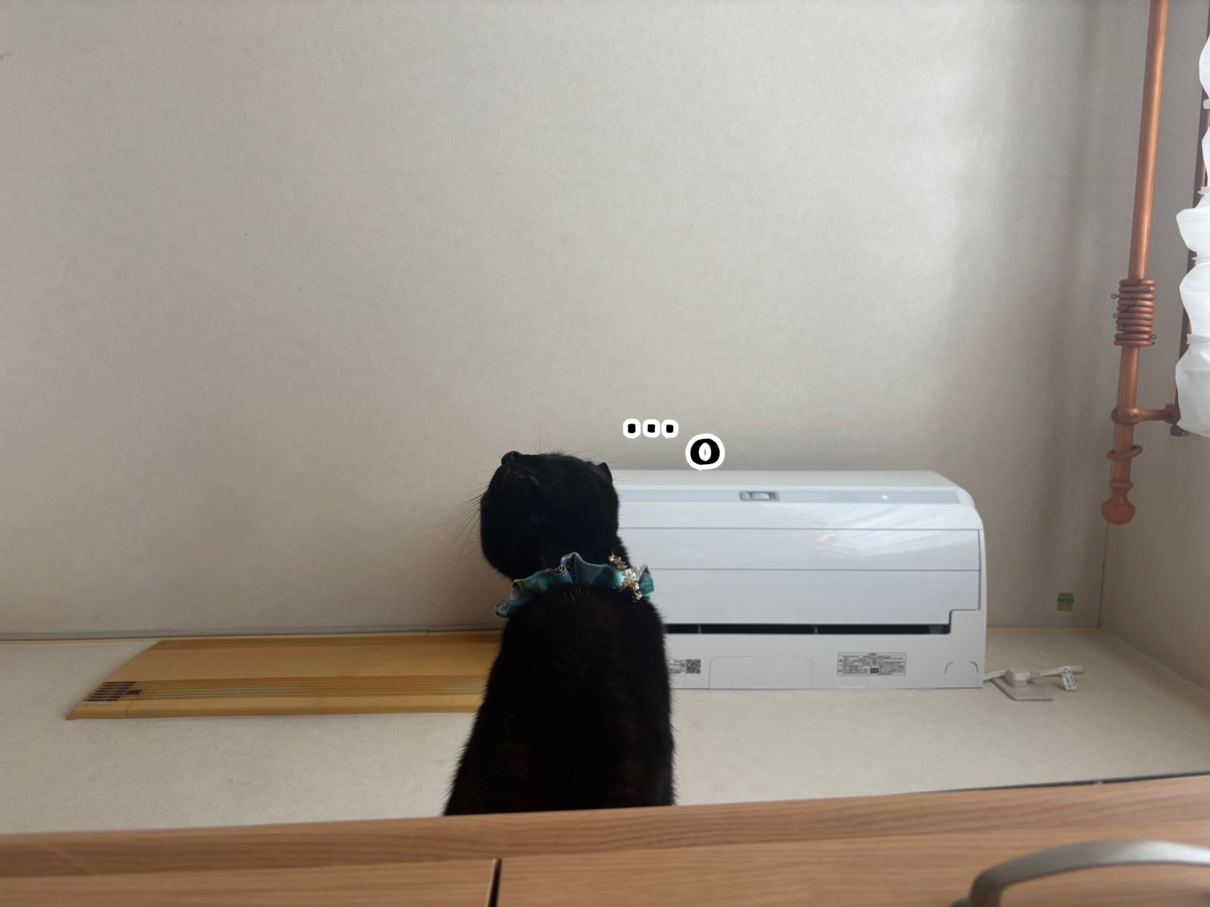 上から猫さま。 : 猫とお酒と日々のこと Powered by ライブドアブログ