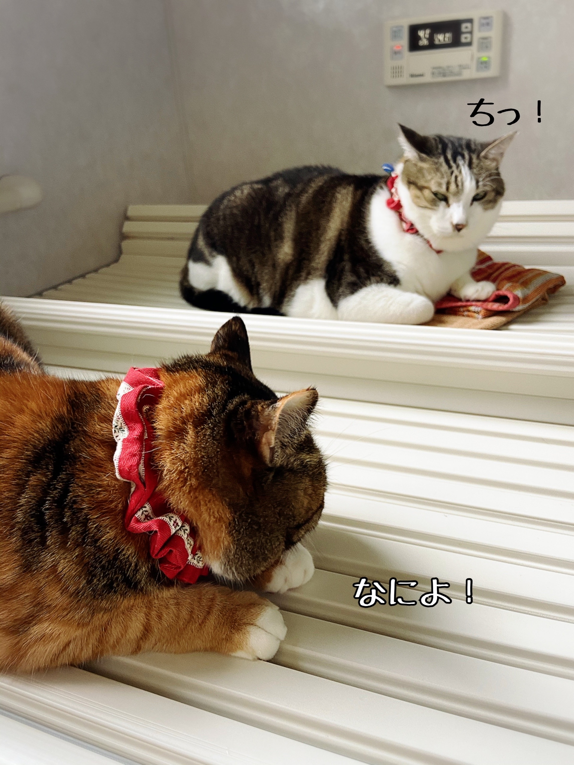 猫さまが無表情だという誤解を解く。 : 猫とお酒と日々のこと Powered