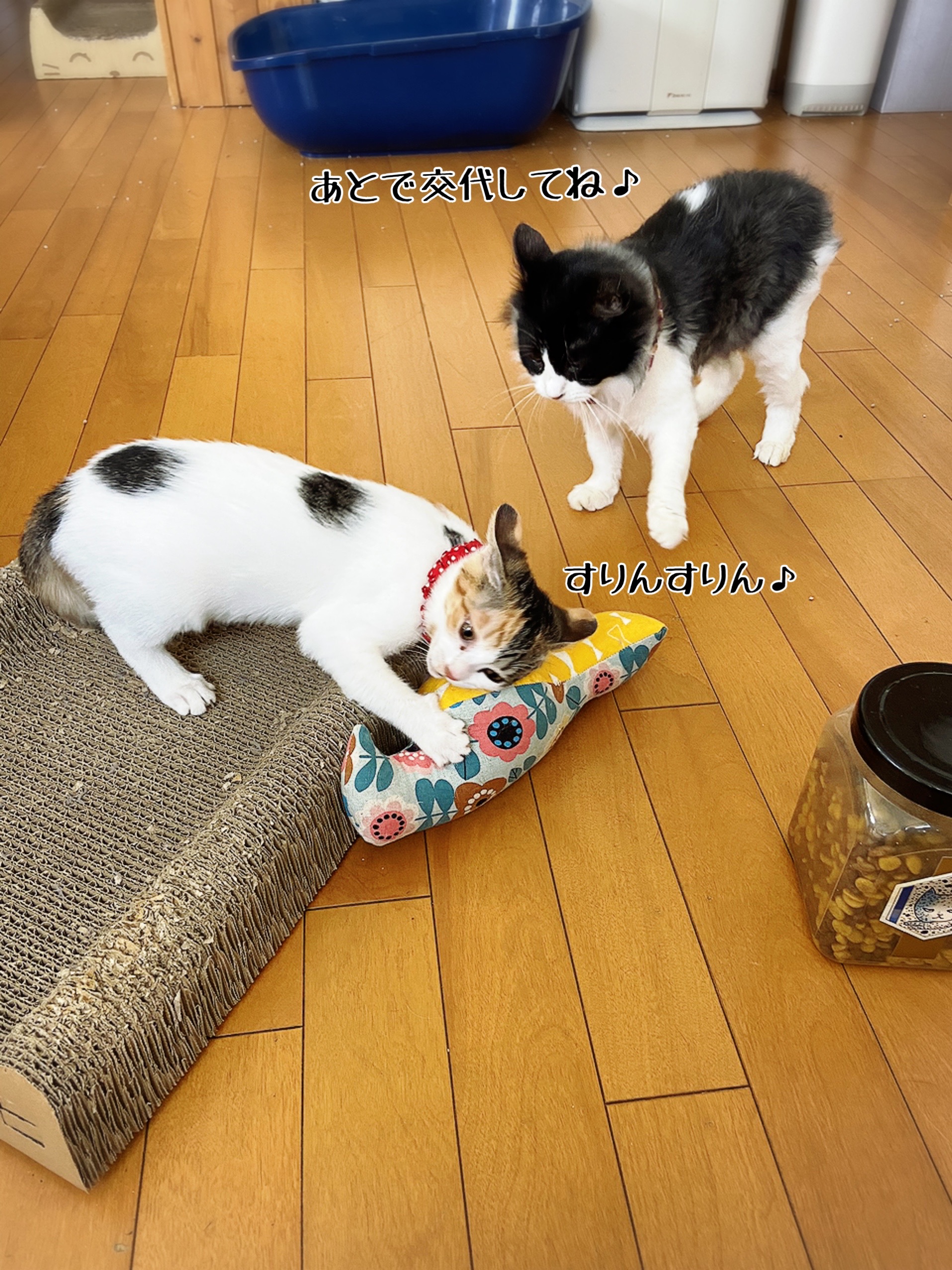 紅葉の中から顔を出す猫 このとびきりかわいい写真を撮影する